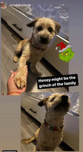 Load image into Gallery viewer, Grinchmas š Bead Collar
