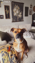 Load image into Gallery viewer, Classic White Pearls Acrylic Bead Collar
