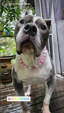 Load image into Gallery viewer, Pink Carnation Bead Collar