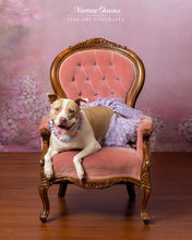 Load image into Gallery viewer, Sugar Sky Acrylic Bead Collar