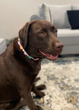 Load image into Gallery viewer, š¼ Multicolor Daisies š¼ Silicone Bead Collar