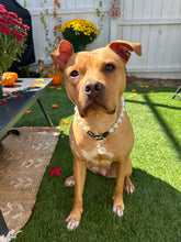 Load image into Gallery viewer, Classic White Pearls Acrylic Bead Collar