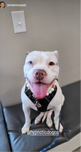 Load image into Gallery viewer, Sugar & Spice Bead Collar