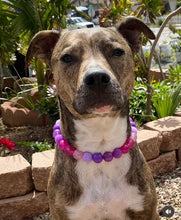 Load image into Gallery viewer, Raspberry Sugar Bead Collar