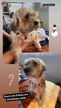 Load image into Gallery viewer, Red Frosty ⛄️ Bead Collar