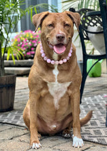 Load image into Gallery viewer, Pink Rodeo Bead Collar