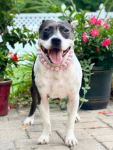 Load image into Gallery viewer, Pink Rodeo Bead Collar