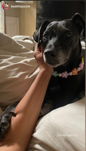 Load image into Gallery viewer, š¼ Multicolor Daisies š¼ Silicone Bead Collar
