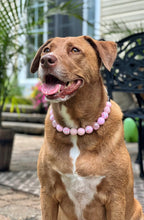 Load image into Gallery viewer, Pink Rodeo Bead Collar