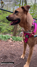 Load image into Gallery viewer, š¼ Pink Ombre Daisies š¼ Silicone Bead Collar