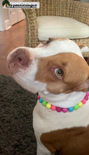 Load image into Gallery viewer, Neon Rainbow š Bead Collar