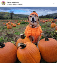 Load image into Gallery viewer, Orange Boo š» Halloween Glow Bead Collar