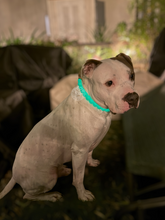 Load image into Gallery viewer, Kelly Green Glow in the Dark Acrylic Bead Collar