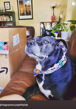 Load image into Gallery viewer, š¼ Multicolor Daisies š¼ Silicone Bead Collar