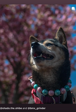 Load image into Gallery viewer, Cotton Candy Shine Bead Collar - SALE