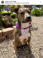 Load image into Gallery viewer, Raspberry Sugar Bead Collar