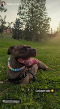 Load image into Gallery viewer, Pastel Rainbow Acrylic Bead Collar