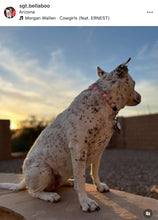 Load image into Gallery viewer, Pink Rodeo Bead Collar