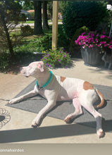 Load image into Gallery viewer, Neon Turquoise Acrylic Bead Collar
