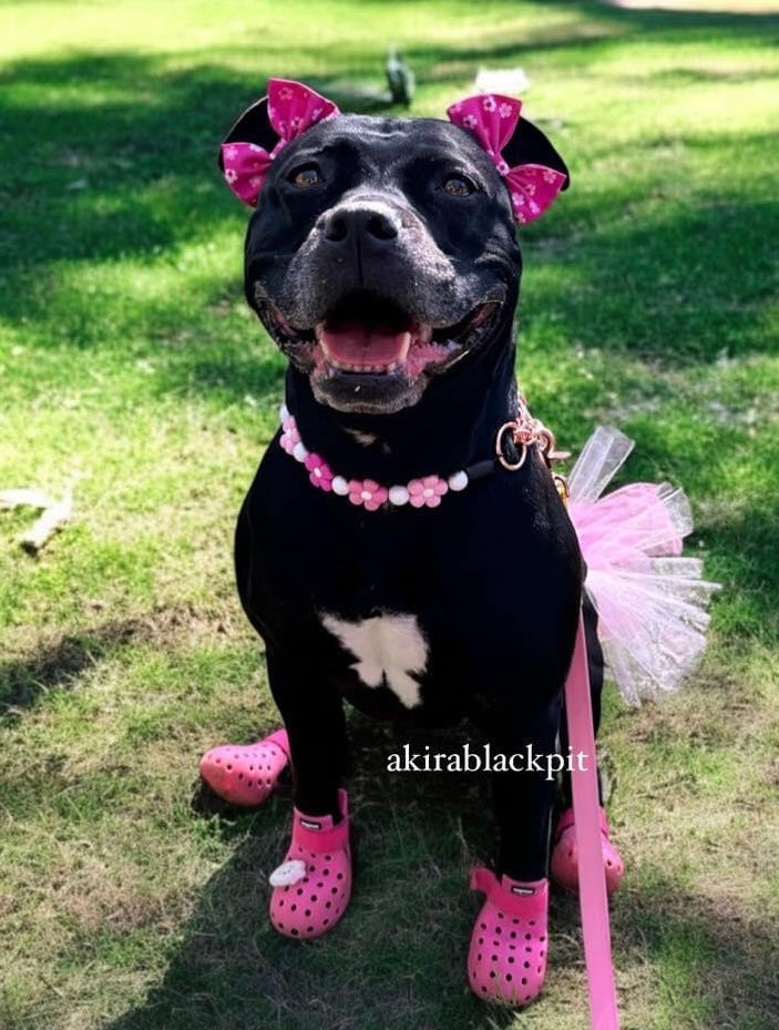 🌼 Pink Ombre Daisies 🌼 Silicone Bead Collar