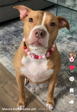 Load image into Gallery viewer, Love, Kitty š Bead Collar