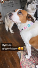 Load image into Gallery viewer, š¼ Multicolor Daisies š¼ Silicone Bead Collar