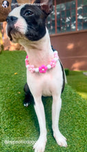 Load image into Gallery viewer, š¼ Pink Ombre Daisies š¼ Silicone Bead Collar
