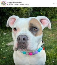 Load image into Gallery viewer, Unicorn Glam 🦄 Bead Collar