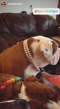 Load image into Gallery viewer, Duplo Mini White Pearl Acrylic Bead Collar
