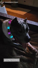 Load image into Gallery viewer, Magenta Glow Acrylic Bead Collar
