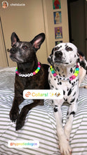 Load image into Gallery viewer, Neon Rainbow š Bead Collar
