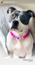 Load image into Gallery viewer, Raspberry Sugar Bead Collar