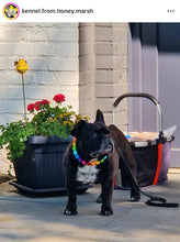 Load image into Gallery viewer, Rainbow š Acrylic Bead Collar