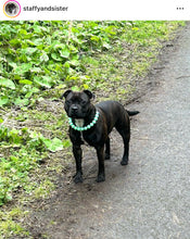 Load image into Gallery viewer, Minty Sage Acrylic Bead Collar - SALE