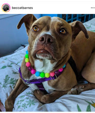 Load image into Gallery viewer, Neon Rainbow š Bead Collar