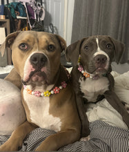 Load image into Gallery viewer, š¼ Multicolor Daisies š¼ Silicone Bead Collar