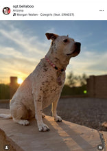 Load image into Gallery viewer, Pink Rodeo Bead Collar