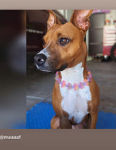 Load image into Gallery viewer, Sunburst Glow Rainbow Bead Collar