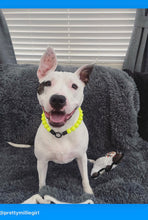 Load image into Gallery viewer, Neon Highlighter Yellow Acrylic Bead Collar
