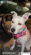 Load image into Gallery viewer, Hypnotic Dog Signature Acrylic Bead Collar
