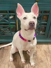 Load image into Gallery viewer, Raspberry Sugar Bead Collar