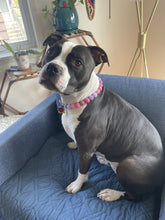 Load image into Gallery viewer, Pink Sugar Bead Collar
