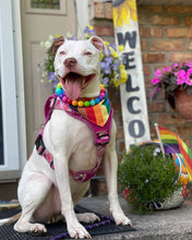 Load image into Gallery viewer, Rainbow š Acrylic Bead Collar