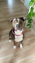Load image into Gallery viewer, Pink Sugar Bead Collar