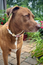 Load image into Gallery viewer, š¼ Vintage Daisies š¼ Silicone Bead Collar