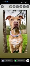 Load image into Gallery viewer, Sugar Sky Acrylic Bead Collar