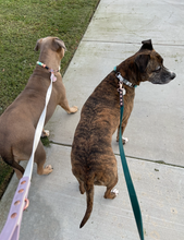Load image into Gallery viewer, Burgundy & Black Biothane Leash ◻️