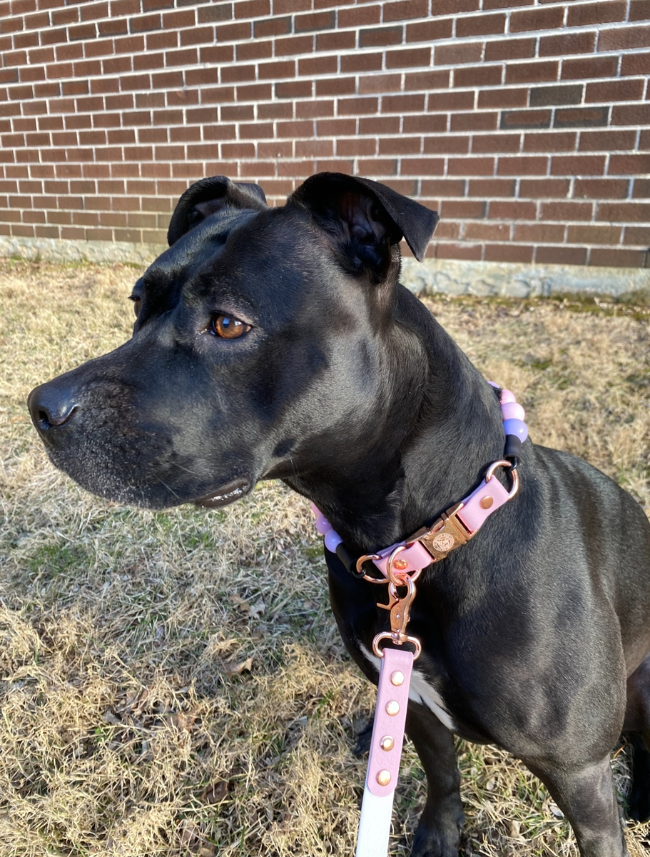 Lilac toxic online to dogs