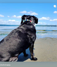 Load image into Gallery viewer, Lava Rock Bead Collar