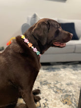 Load image into Gallery viewer, š¼ Multicolor Daisies š¼ Silicone Bead Collar